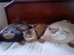 猫枕