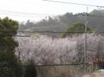 満開の山桜