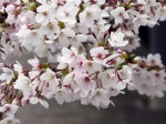 桜_20100405