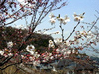 桜が咲いた_20050401