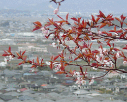 山桜が咲いた_20060312