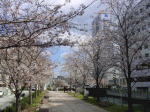 高知市／堀川の桜_20080331