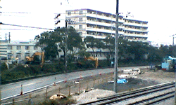 切り倒されるセンダン並木