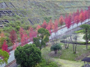 2009年11月9日の高知市みづき・アメリカフウの並木