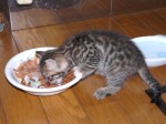 子猫「ちい」：食欲旺盛