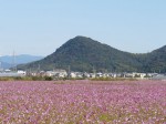 高知市高須のコスモス畑と介良富士