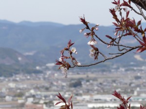 山桜が咲きました(撮影:2011/3/18)