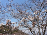 高知市潮見台のソメイヨシノ20110325