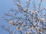 高知市潮見台のソメイヨシノ20110325