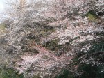 山桜：高知市十津にて2011/03/29