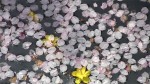 水面のに浮かぶ桜の花びら20110411