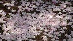 桜の花びら20110411