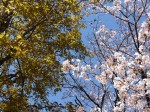 桜の花と楓の若葉(高知市横堀公園)20110404