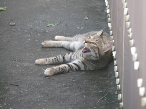 ちい：20110628：暑いよ～