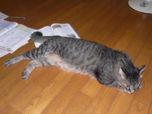 少し寂しげなジジ