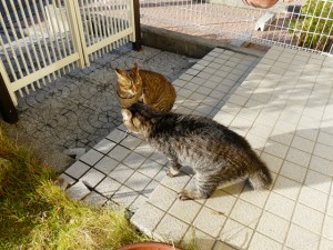 ジジ(手前)とよその猫／ただいま対戦中?