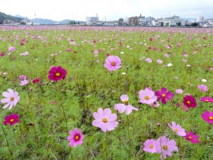 高知市高須のコスモス畑(2011年11月4日)