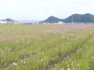 高知市高須のコスモス畑と介良三山(2011年11月4日)