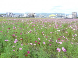 高知市高須のコスモス畑(2011年11月4日)