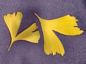 銀杏の葉20111206 銀杏の葉20111206