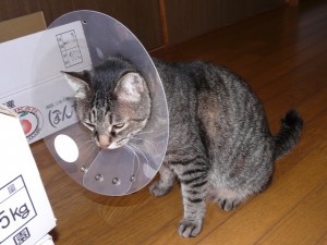 ジジ♂、カラーが気になる様子