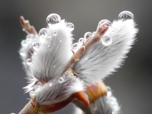 ネコヤナギ(部分切り取り)