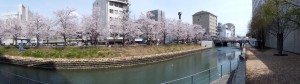 高知市・堀川沿いの桜並木20120402