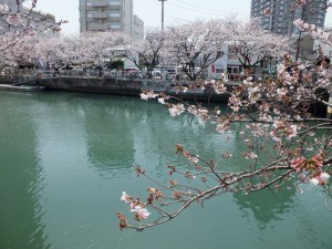 高知市・堀川沿いの桜並木20120402