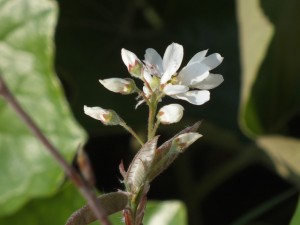 ジューンベリーの花20120418