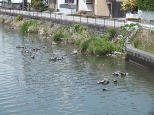 高知市・絶海池(たるみいけ)の亀たち