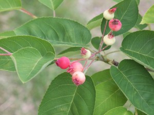 ジューンベリー