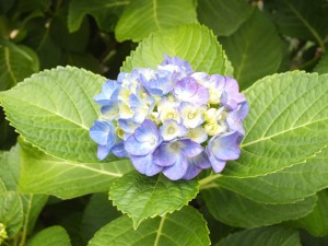 紫陽花の花20120530