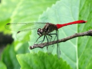 赤とんぼ