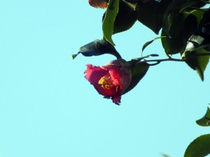 寒風に一輪の椿