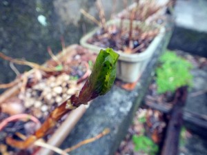 紫陽花の若芽20130204