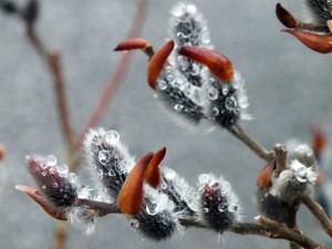 ねこやなぎ20130204