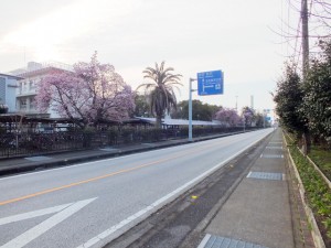 高知高専の寒緋桜