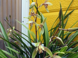 再び開花した蘭の花20130909