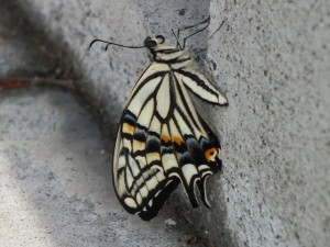 羽化したばかりのアゲハ蝶