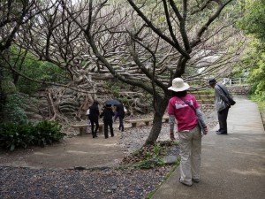 室戸岬散策：アコウ樹とジオパークのガイドさん