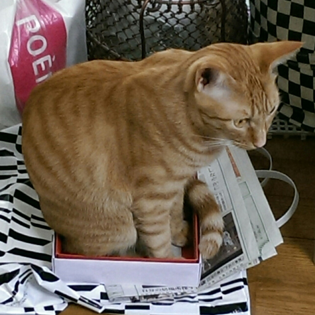 キナコ♂ : 箱が小さすぎるような・・・