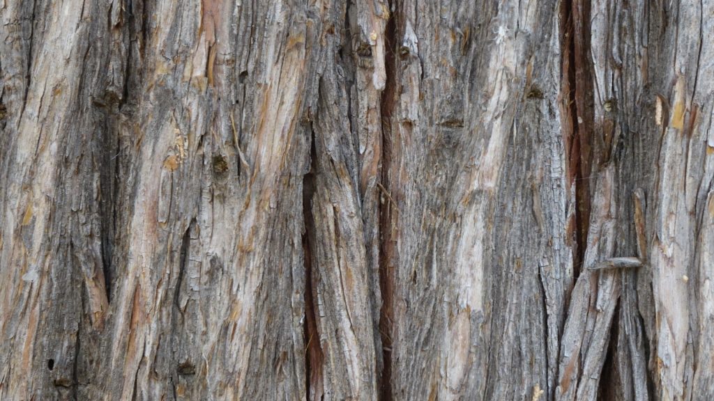 西洋檜の木肌